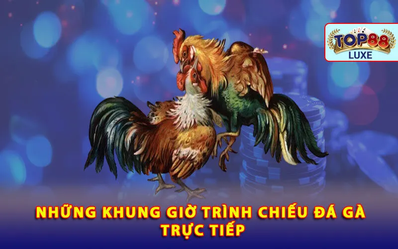 nhung-khung-gio-trinh-chieu-da-ga-truc-tiep